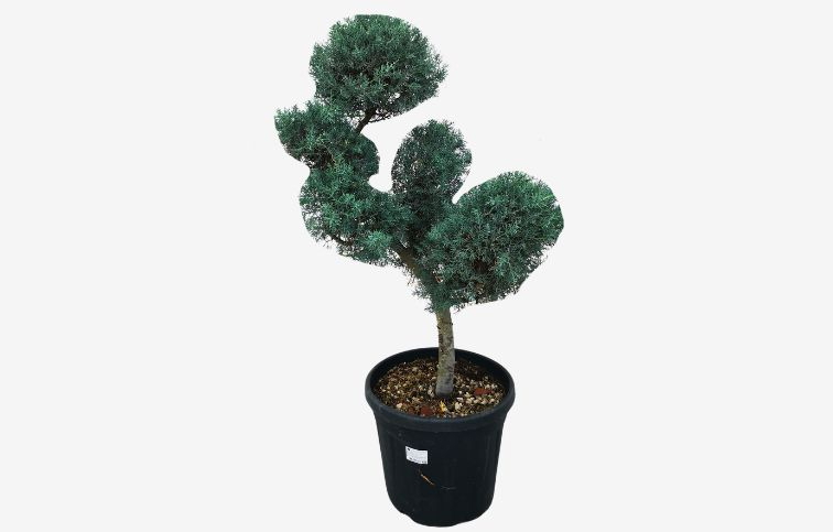Cyprus arizónsky FASTIGIATA Bonsaj 110-120 cm, kont. 35 l