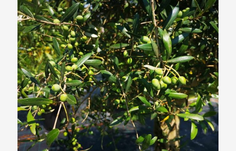 Olivovník európsky na kmienku 160-180 cm, kont. 55 l