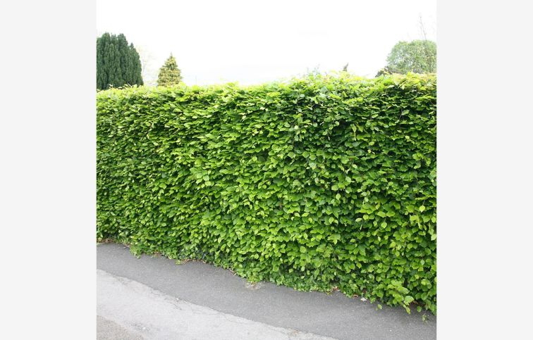 Buk lesný 150-180cm - Fagus sylvatica, kont. 18 l