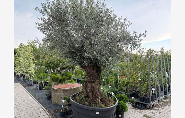 Olivovník európsky bonsaj, obvod kmeňa 130-140cm, výška cca 250cm