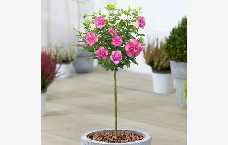 Ibištek sýrsky Magenta Chiffon na cca 60 cm kmienku, výška 120-140 cm, kont. C5