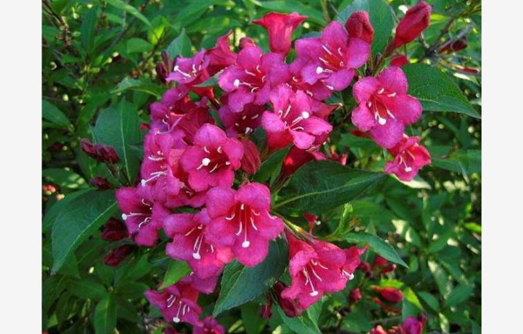 Vajgela Eva Rathke 20-30cm - Weigela kont. 3 l