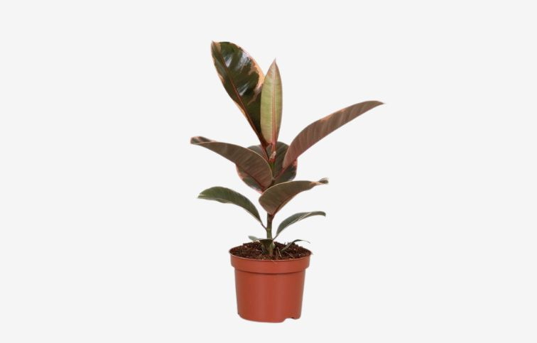 Fikus Belize 35-45cm - Ficus elastica, kont. p12