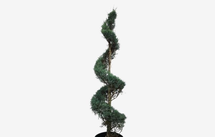 Cyprus arizónsky FASTIGIATA špirála 180-200 cm, kont. 30-45 l