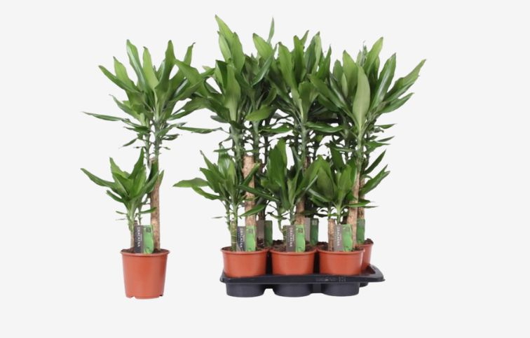 Dracéna Steudneri dvojkmeň 55-60cm, kont. p17