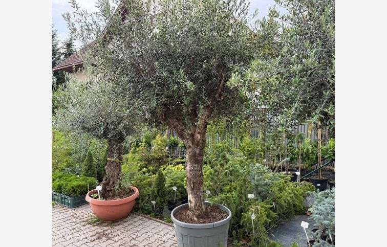 Olivovník európsky výška kmeňa 90-100cm, obvod kmeňa 60-70cm, výška cca 280cm, kont. 150 l