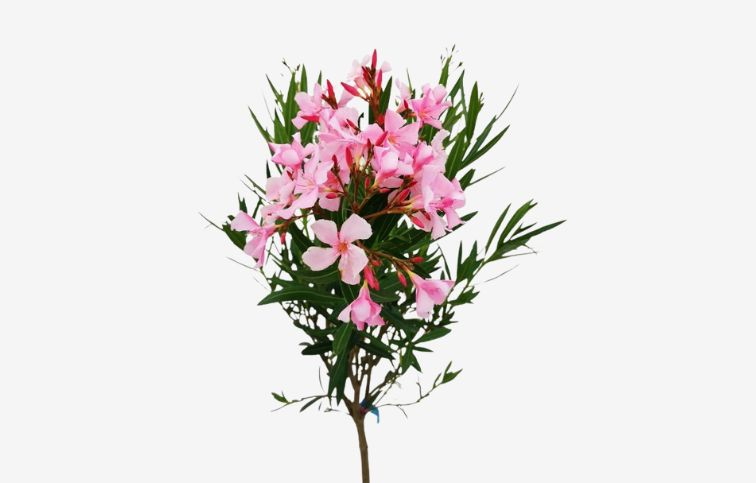 Oleander ružový na kmienku Magaly 80-100cm, kont. 5 l