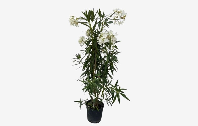 Oleander biely 90-110 cm, kont. 9 l