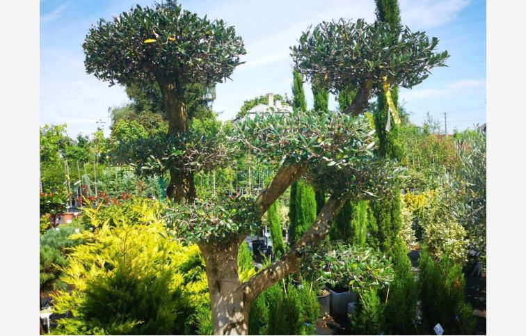 Olivovník európsky ponpons, obvod kmeňa 40-50cm, výška 170-180cm, kont. 130 l