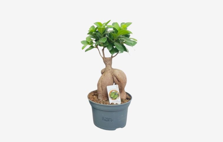 Fikus Ginseng Bonsaj 25-30cm, kont. p15