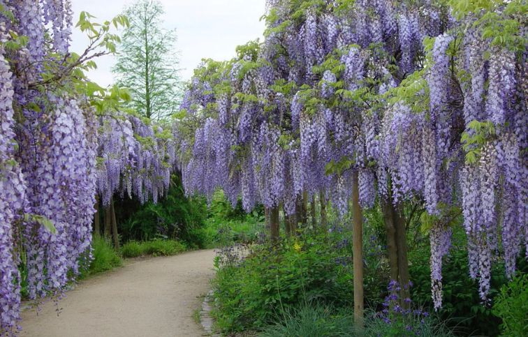 Vistéria čínska PROLIFIC 175-200 cm, kont. 3 l