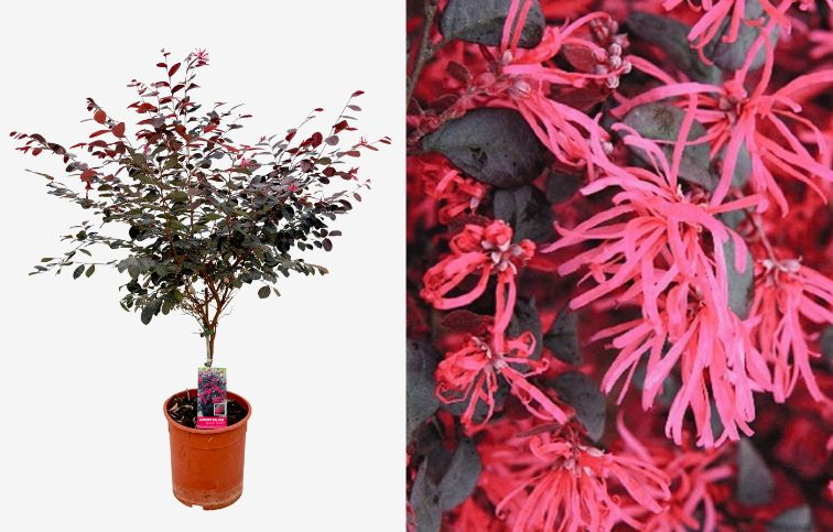 Loropetalum čínske Black Pearl na kmienku, výška 60-80 cm, kont. 7 l