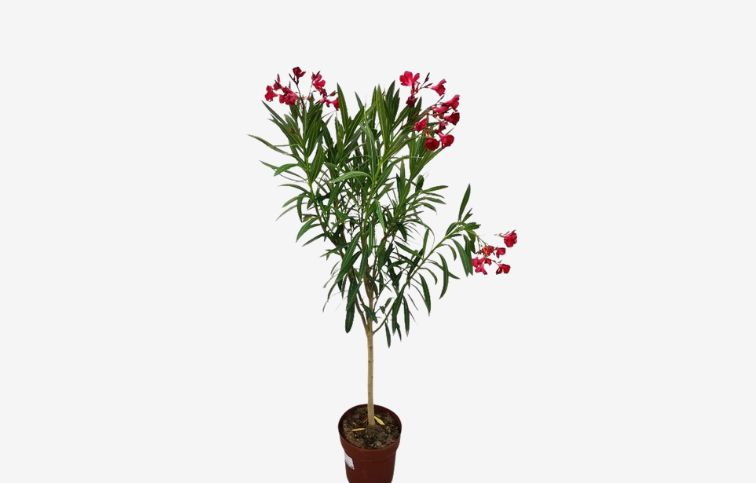 Oleander červený na kmienku Jannoch 80-100cm, kont. 5 l