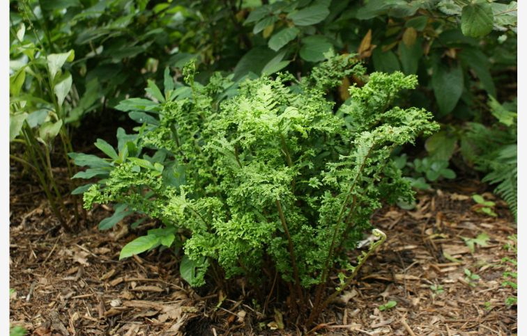 Papraď Cristata The King - Dryopteris, kont. p11