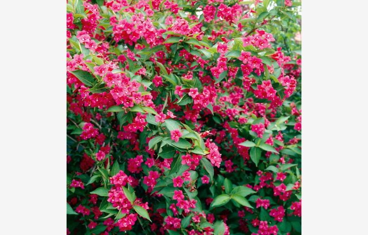 Vajgela Bristol Ruby 20-40cm - Weigela kont. 3 l