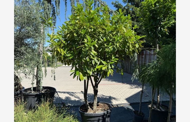 Vavrínovec lekársky Novita multikmeň 180-200cm, kont. 130 l