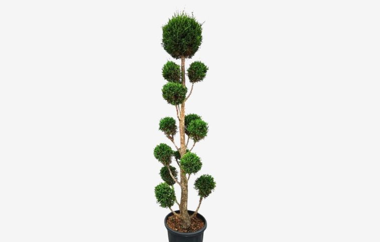 Cyprusovec leylandský ponpons 180-200 cm, kont. 35 l