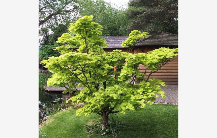 Javor japonský Aureum na kmienku 70-90cm, kont. C2