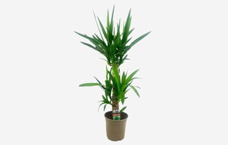 Juka dvojkmeň 70-80 cm - Yucca elephantipes, kont. p17