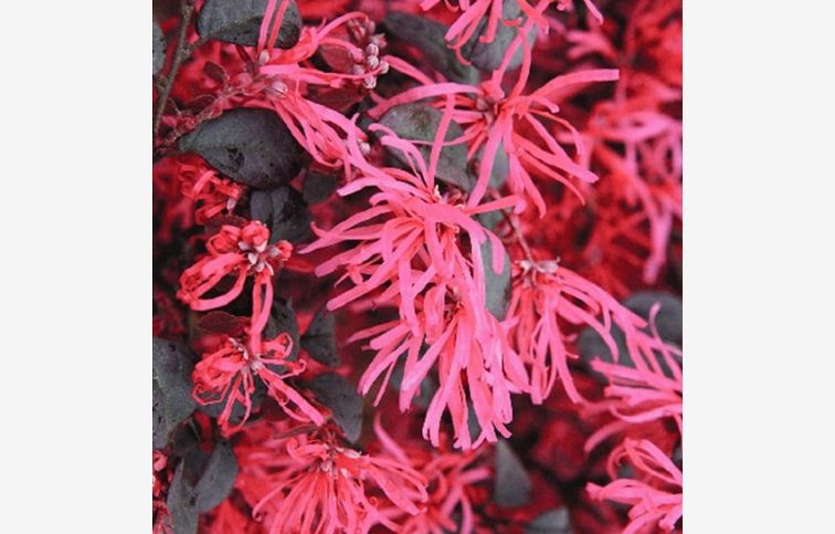 Loropetalum čínske Black Pearl na kmienku, výška 60-80 cm, kont. 7 l