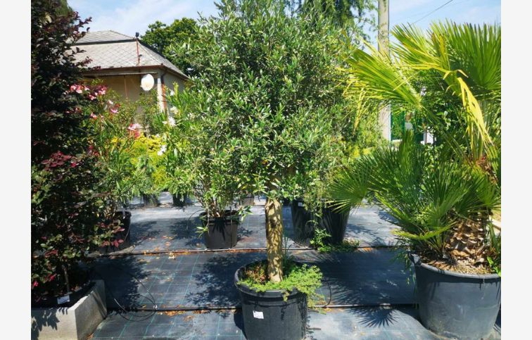 Olivovník európsky na kmienku 160-180 cm, kont. 55 l