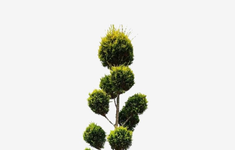 Cyprusovec leylandský Gold Rider ponpons 180-200cm, kont. 35l