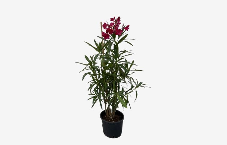 Oleander červený 40-60 cm, kont. 3 l