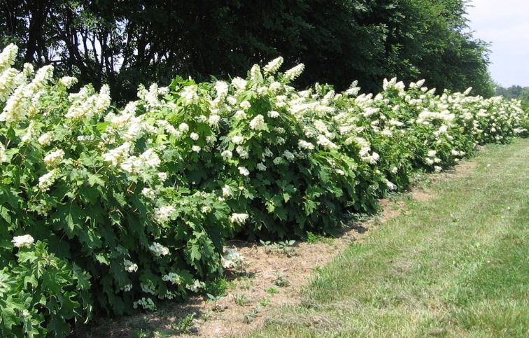Hortenzia dubolistá Alice 20-40cm - Hydrangea quercifolia kont. 2 l
