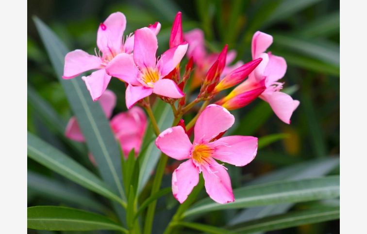 Oleander ružový 90-110 cm, kont. 9 l