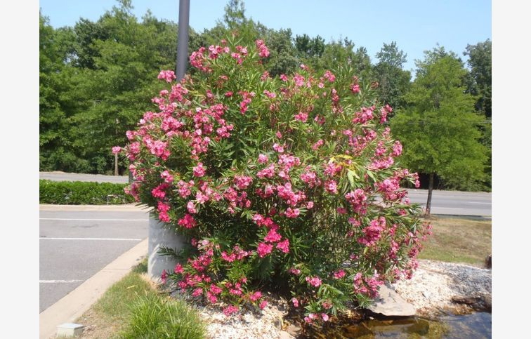Oleander ružový 90-110 cm, kont. 9 l