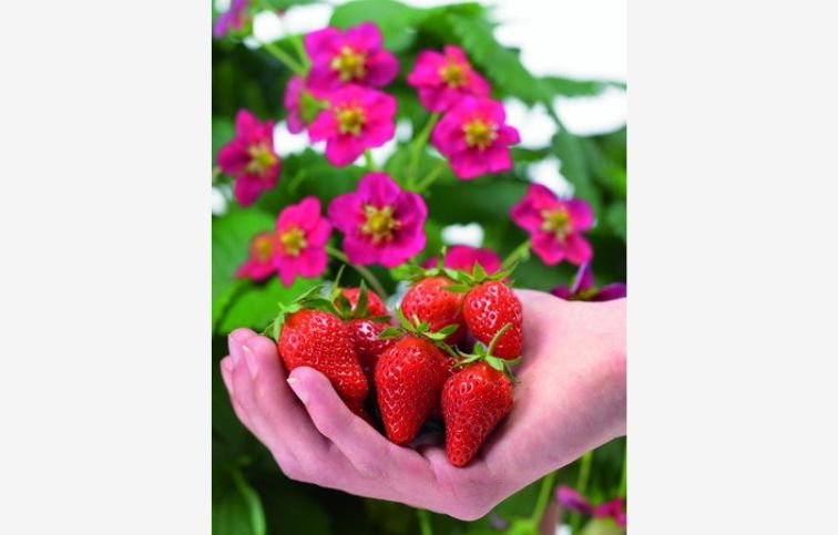 Jahoda previsnutá stálerodiaca Toscana - Fragaria, kont. 0,5 l