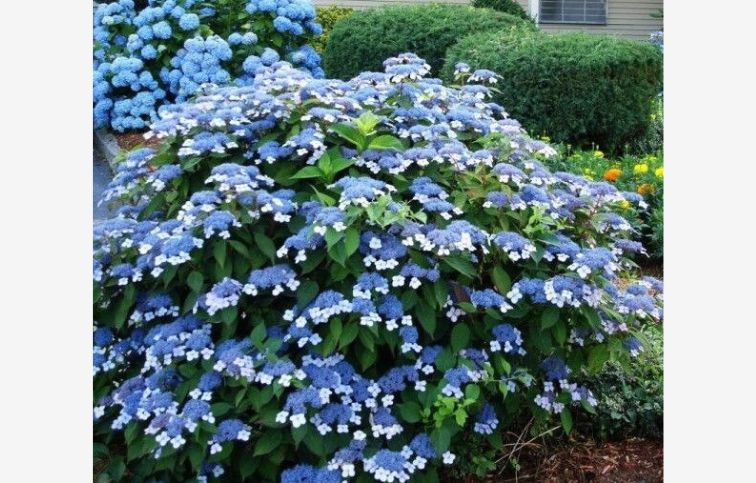 Hortenzia pílovitá Blue Bird 20-30cm - Hydrangea serrata kont. 2 l