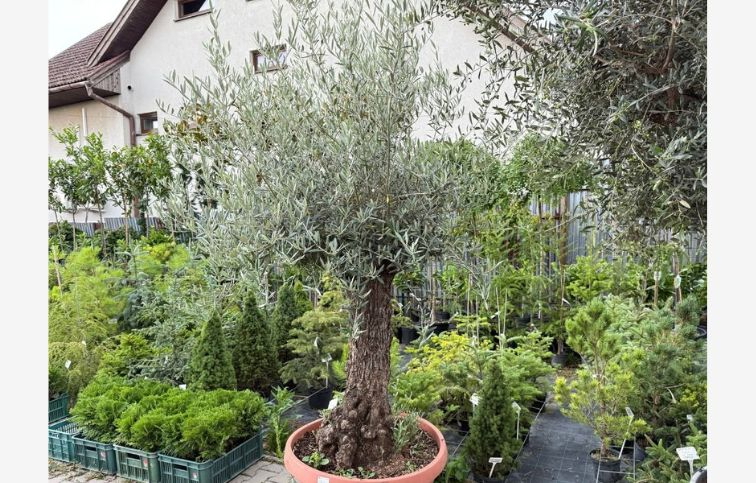 Olivovník európsky bonsaj, obvod kmeňa 70-80cm, výška cca 200-220cm