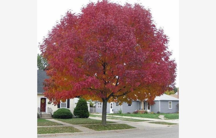 Javor tatársky Ginnala 100-150 cm, kont. 2-3 l