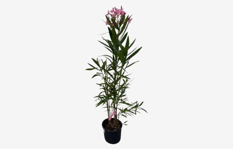 Oleander ružový 40-60 cm, kont. 3 l