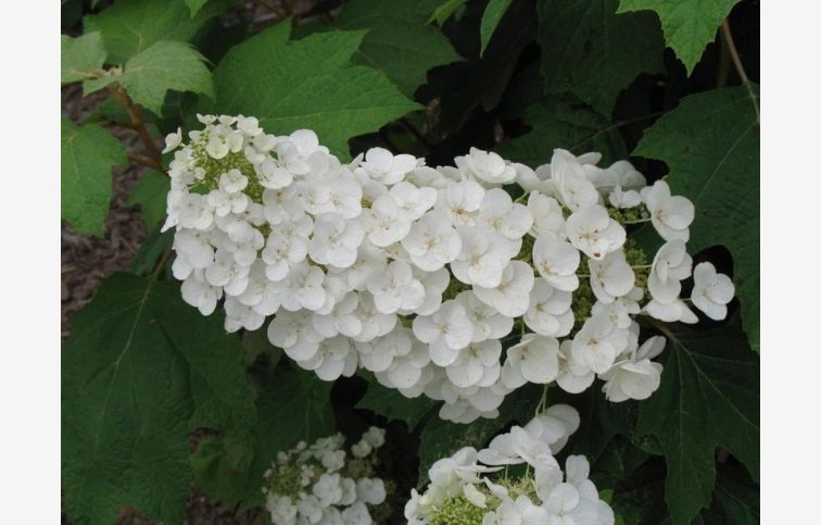 Hortenzia dubolistá Alice 20-40cm - Hydrangea quercifolia kont. 2 l
