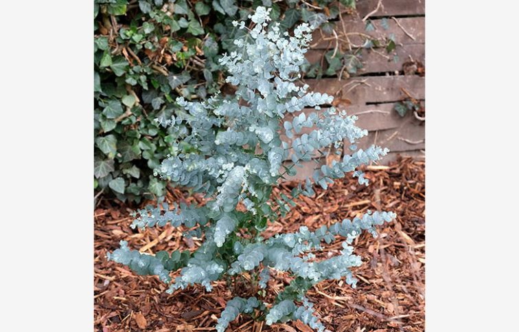 Eukalyptus GUNNII Azura 30-40 cm, kont. p15