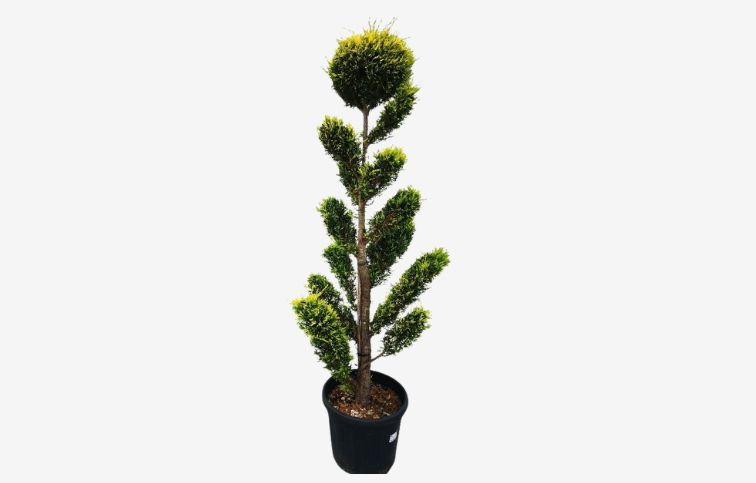 Cyprusovec leylandský Gold Rider bonsaj 160-180cm, kont. 30l