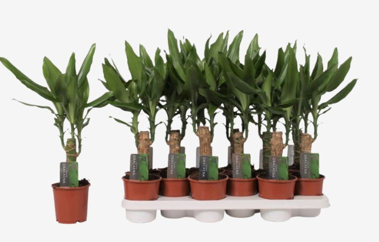 Dracéna Steudneri 30-40cm, kont. p11