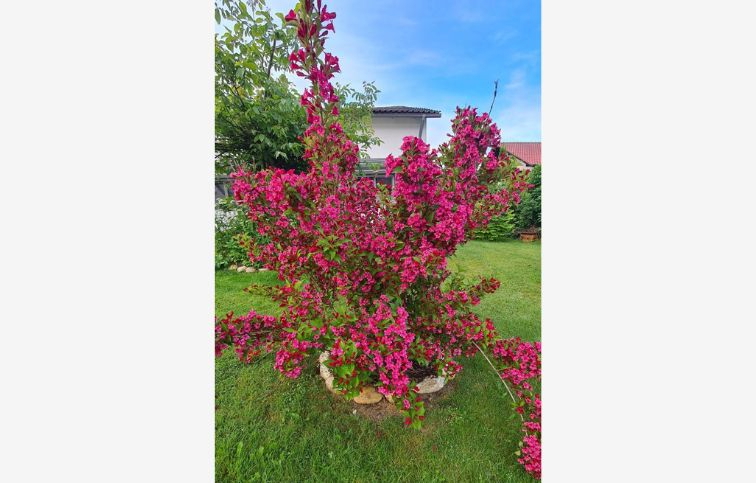 Vajgela Bristol Ruby 20-40cm - Weigela kont. 3 l