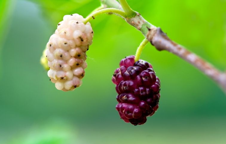 Moruša biela na kmienku, výška 140-160 cm, kont. 3 l