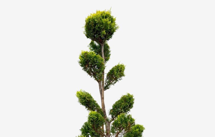 Cyprusovec leylandský Gold Rider bonsaj 120-140cm, kont. 30l