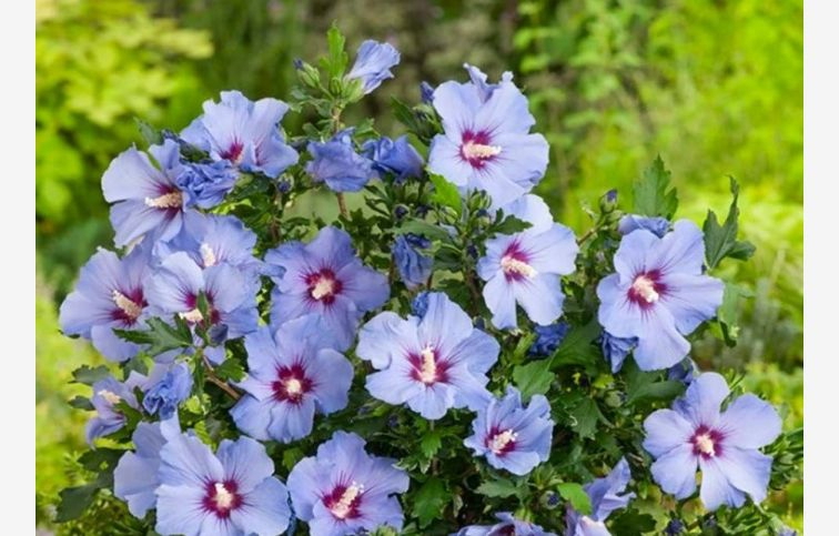 Ibištek sýrsky Marina na cca 70 cm kmienku, výška 120-130 cm, kont. C5