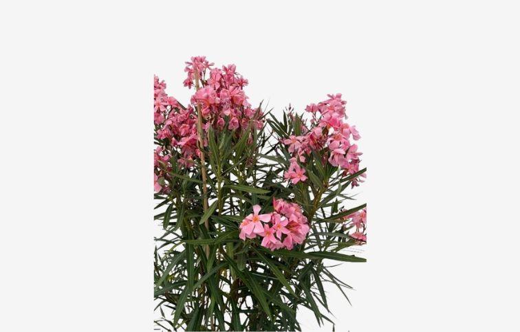 Oleander lososový Tito Poggi 110-130 cm, kont. 18 l