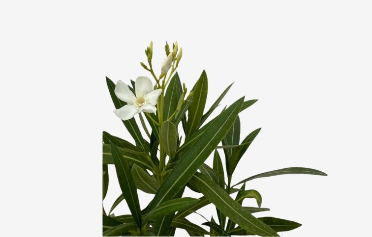 Oleander biely 40-60 cm, kont. 3 l