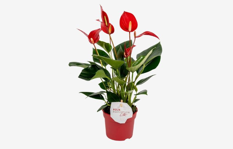 Antúria Banderola Roja červená 20-30cm - Anthurium, kont. p9