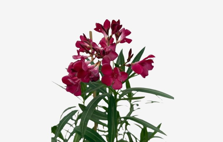 Oleander červený 40-60 cm, kont. 3 l