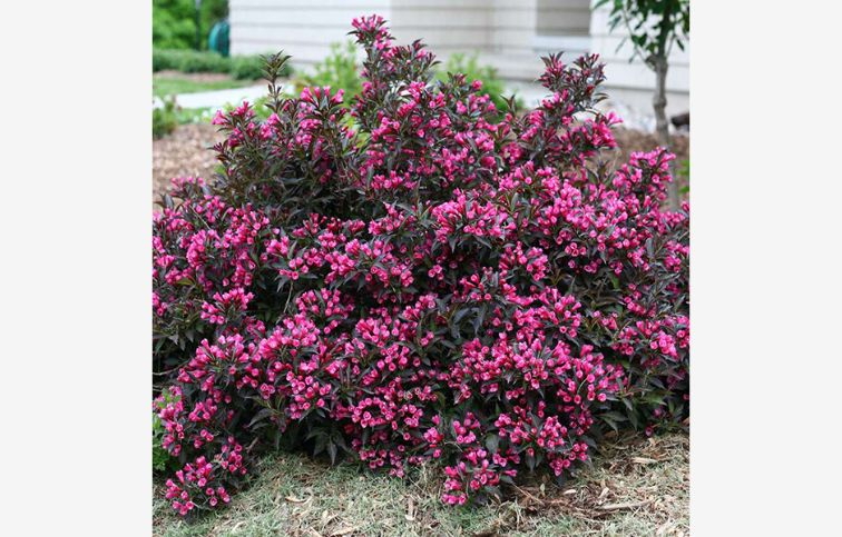 Vajgela Minor Black 20-40cm - Weigela florida kont. 3 l