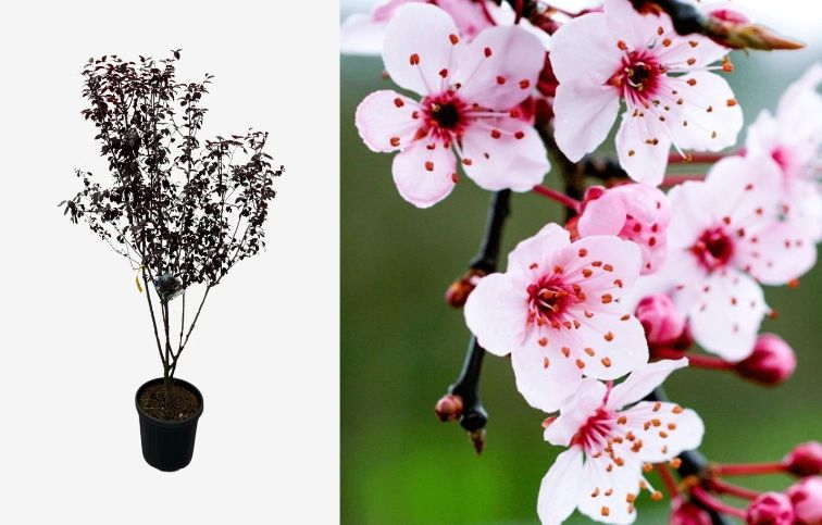 Okrasná slivka PISSARDI NIGRA multikmeň 170-200cm, kont. 25 l