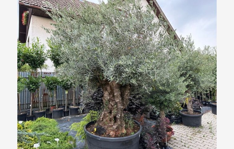 Olivovník európsky bonsaj, obvod kmeňa 140-170cm, výška cca 250cm